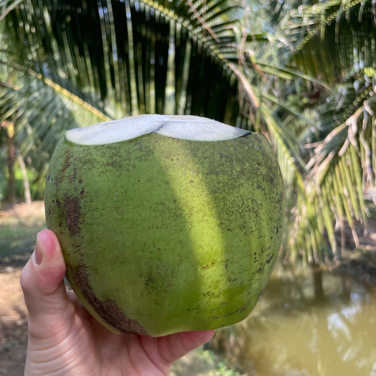 9 frische Trink - Kokosnüsse / 9 young fresh coconuts